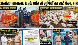 मुर्गियों