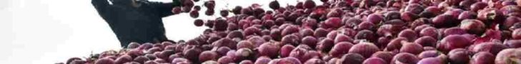  Government Onion Procurement 2026