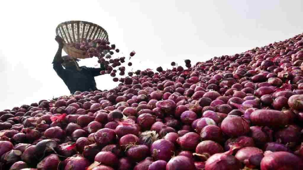  Government Onion Procurement 2026