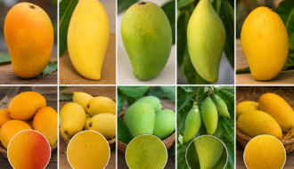 Mango Identification