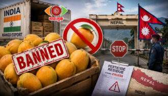 High Price of Mangoes