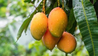 UP Mango Festival 2026