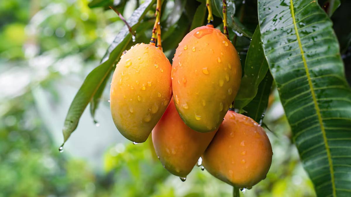 UP Mango Festival 2026