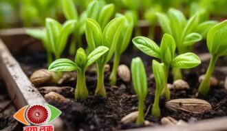 Balcony Garden Tips