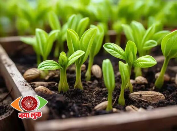 Balcony Garden Tips