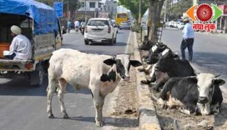The Problem of Stray Animals