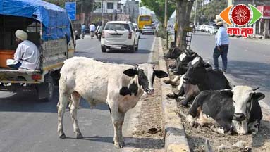 The Problem of Stray Animals
