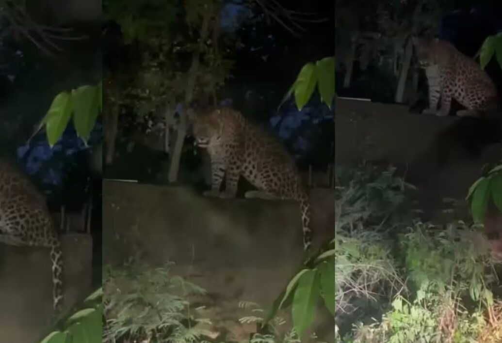 Leopard attack