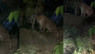 Leopard attack