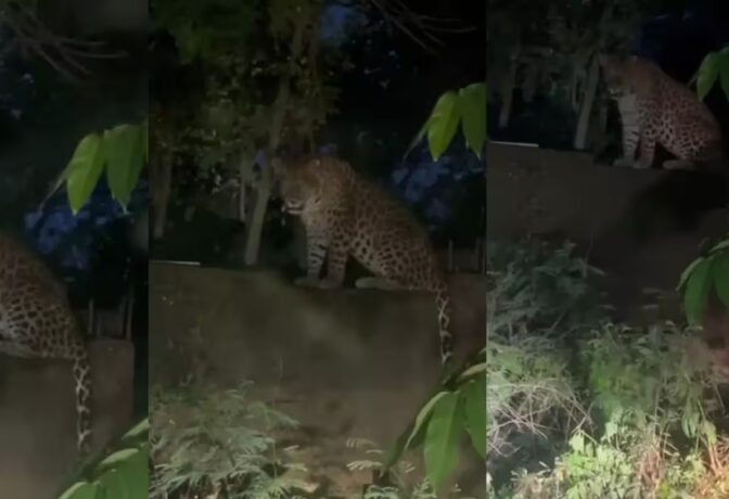 Leopard attack