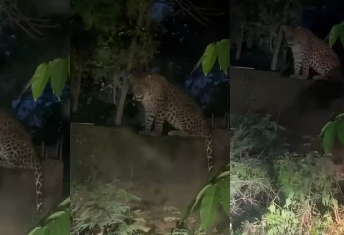 Leopard attack