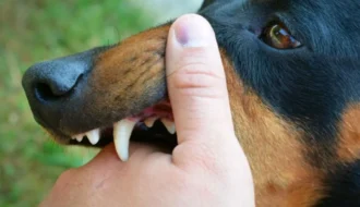 Rabies